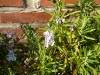 dscf3907.jpg