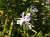 dscf3908.jpg