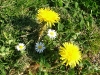 dscf3909.jpg