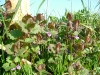 dscf3910.jpg