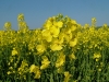 dscf3916.jpg