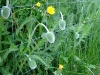 dscf3917.jpg