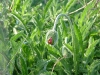 dscf3919.jpg