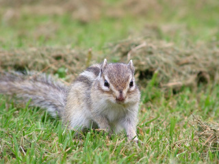 dscf3929.jpg