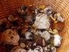 DSCN0414