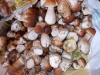 DSCN0445