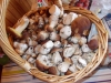 DSCN0446