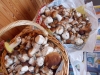 DSCN0447