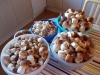 DSCN0482