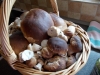 DSCN0516