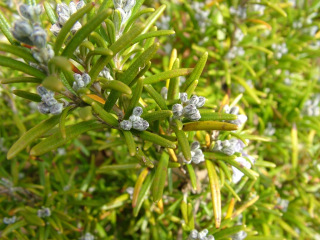 dscf3890.jpg