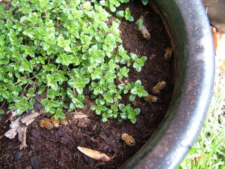 dscf3891.jpg