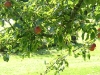 dscf4449