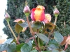 dscf4451