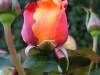 dscf4452