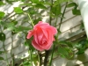 dscf4453