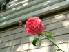 dscf4454