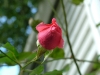 dscf4457