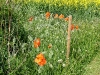 dscf4075.jpg