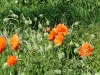 dscf4078.jpg