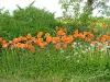 dscf4089.jpg