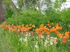 dscf4090.jpg
