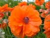 dscf4091.jpg