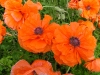 dscf4093.jpg
