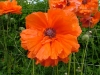 dscf4095.jpg