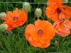 dscf4096.jpg