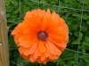 dscf4097.jpg