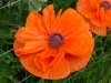 dscf4100.jpg