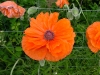 dscf4102.jpg