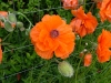 dscf4103.jpg