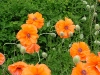 dscf4105.jpg