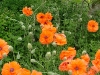 dscf4106.jpg