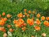 dscf4116.jpg