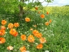 dscf4118.jpg