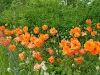 dscf4119.jpg