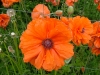 dscf4126.jpg