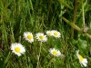 dscf4140.jpg
