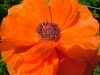 dscf4150.jpg