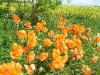 dscf4151.jpg