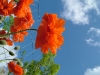 dscf4155.jpg