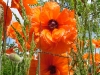 dscf4160.jpg
